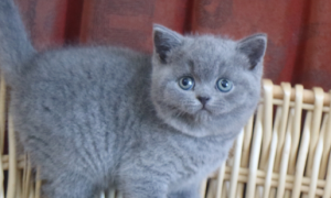 英短蓝猫和俄罗斯蓝猫有什么区别