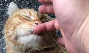 网友捡到一只脏兮兮的橘猫，养了3个月竟美过“金渐层”！