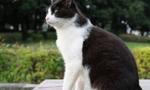日本短尾猫有什么特点