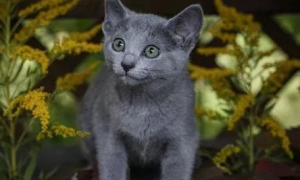 “冬日精灵”——俄罗斯蓝猫