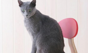 俄罗斯蓝猫与英国短毛猫的主要区别是什么 从眼睛颜色区分