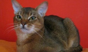 阿比西尼亚猫的生活习性及消除泪痕的方法