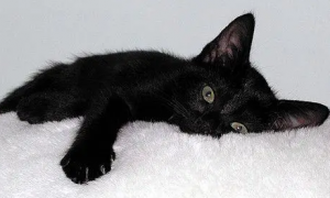 如何看小黑猫是不是孟买猫？感兴趣的来看看吧