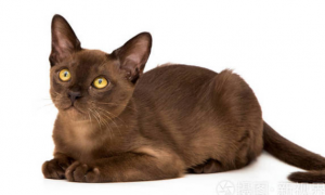 缅甸猫外形有什么特征？和其他猫咪有什么区别？