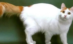如何训练土耳其梵猫用马桶？训练方法如下！