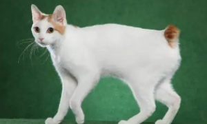 日本短尾猫视网膜炎有什么症状？看这里~