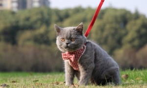 俄罗斯蓝猫肝硬化怎么治疗 猫咪肝硬化临床症状