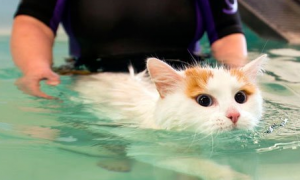 土耳其梵猫不会游泳怎么办？试试这两个办法