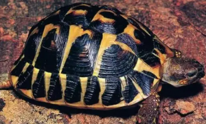 赫曼陆龟能活多少年？大多数人都没它活得长！