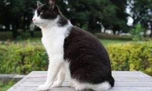 日本短尾猫特征是什么？这篇文章告诉你