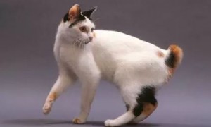 这只代表幸运的日本短尾猫，你想要拥有吗？