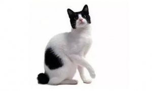 日本短尾猫不用猫砂怎么办？这篇文章给你答案！