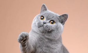 怎么判断蓝猫是否得气胸 俄罗斯蓝猫气胸的症状
