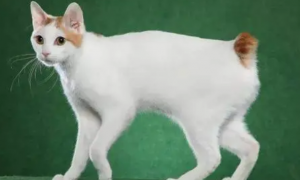 日本短尾猫多少钱一只？多少钱才能买？
