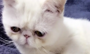 加菲猫为什么总是流眼泪？可能是先天问题