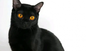 孟买猫的眼睛是什么颜色？这篇文章给你答案！