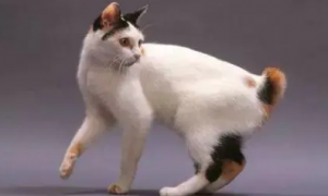 日本短尾猫抽搐怎么办？原因有哪些？