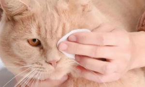 加菲猫出现泪痕是什么原因？应该如何治疗呢？