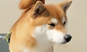 日本柴犬怎么样养-柴犬知识
