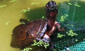 眼斑龟的“养定”你真的了解吗？
