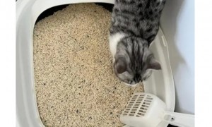 6l猫砂是多少斤