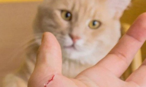 10种图片猫抓破皮不需要打针