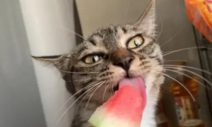 猫咪可以吃什么水果