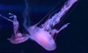 世界上最毒的水母是什么