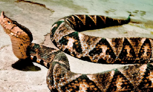 五步蛇属于什么毒