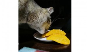 猫咪可以吃芒果吗