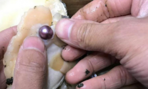 蚌里面的珍珠怎么形成的