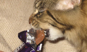 猫咪吃一点点巧克力会不会死