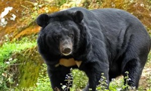 黑熊有多可怕